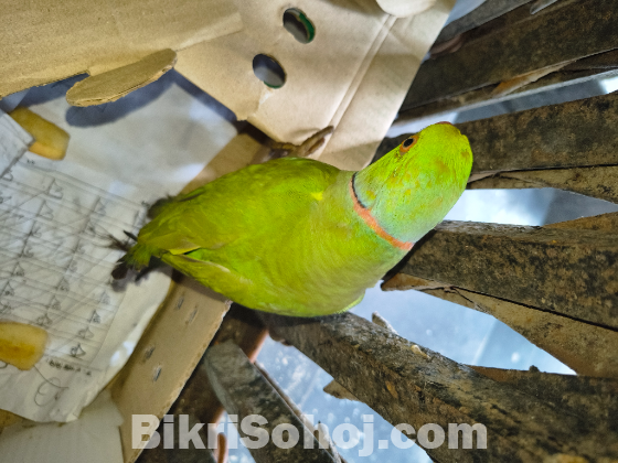 ইন্ডিয়ান রিংনেক (টিয়া পাখি)